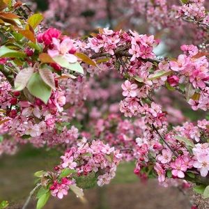 Meet your Posher, Teresa